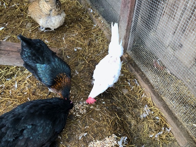 Molting continues