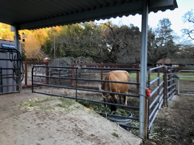 Jelly Bean up at the farm
