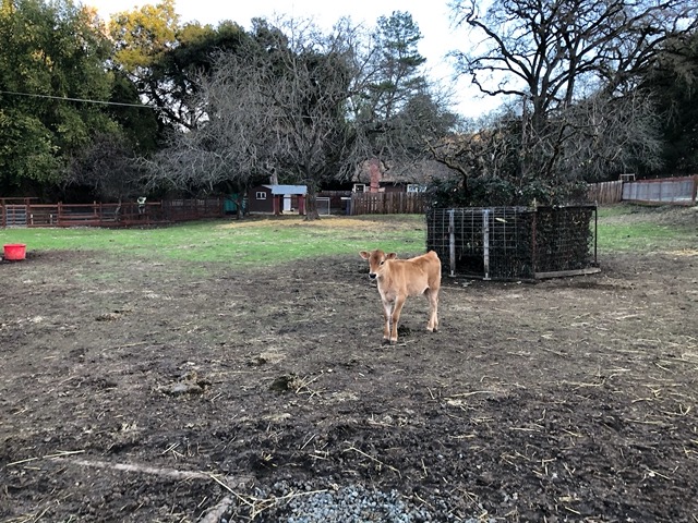 Henrietta's calf