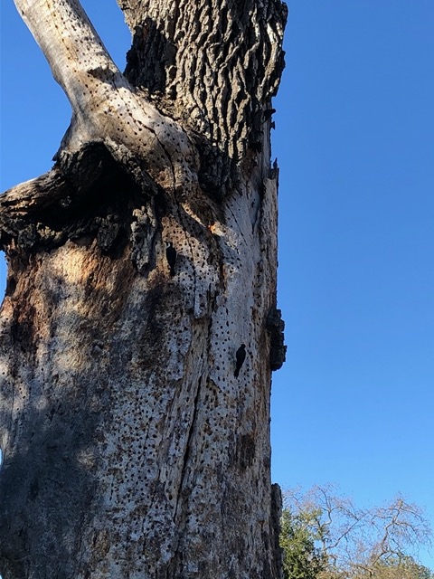 Woodpecker with stash