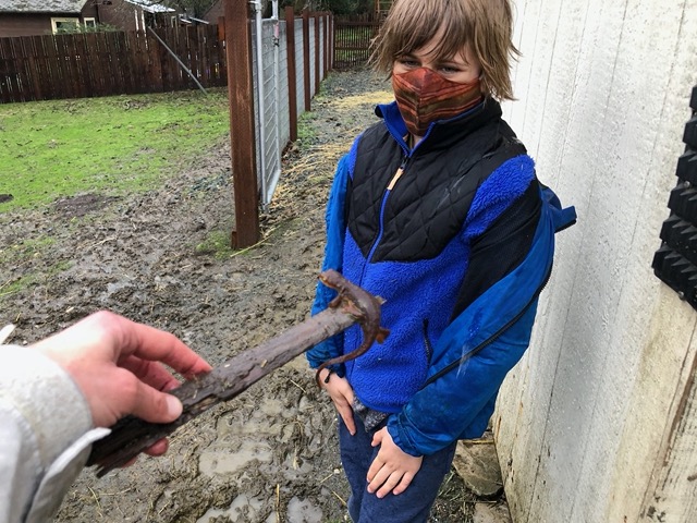 A newt up at the farm