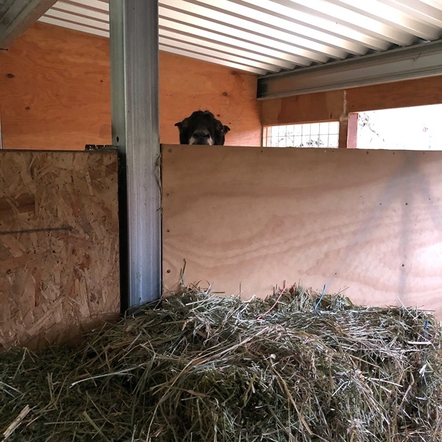 Jemaine peeking over the partition at me