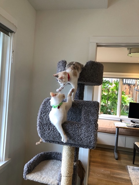 Batting at each other