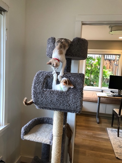 Batting at each other