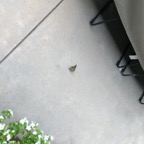 IMG_7466.jpeg