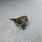 IMG_7467.jpeg