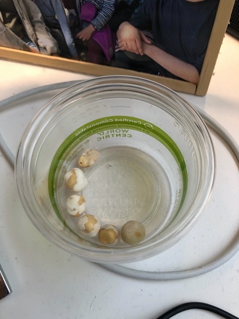 They still good.  Wasabi peas could survive the apocalypse