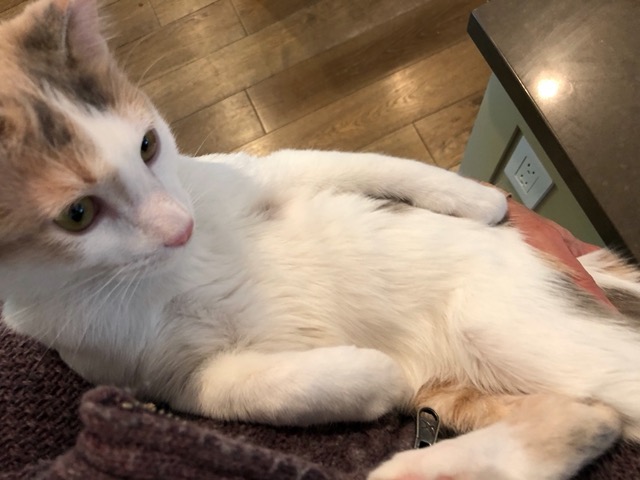 Cuddling Cricket.  Very therapeutic