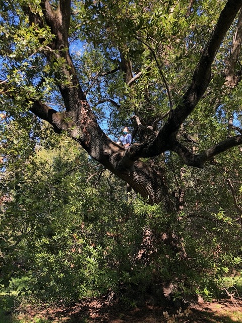 And climbed a tree
