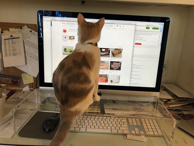 Cricket on the plexiglass keyboard shield