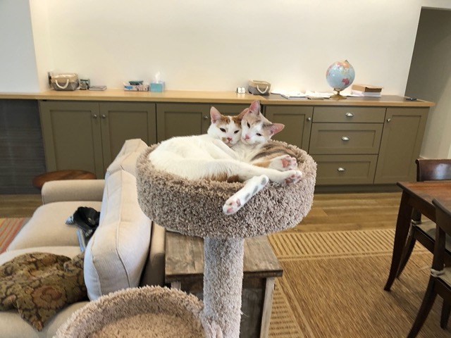 The cats snoozing in their tree