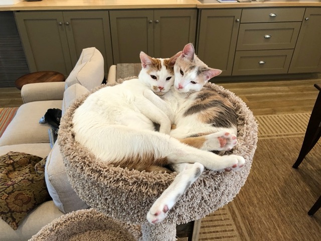 The day was quieter for them, too, now that Ellie and Owen were gone