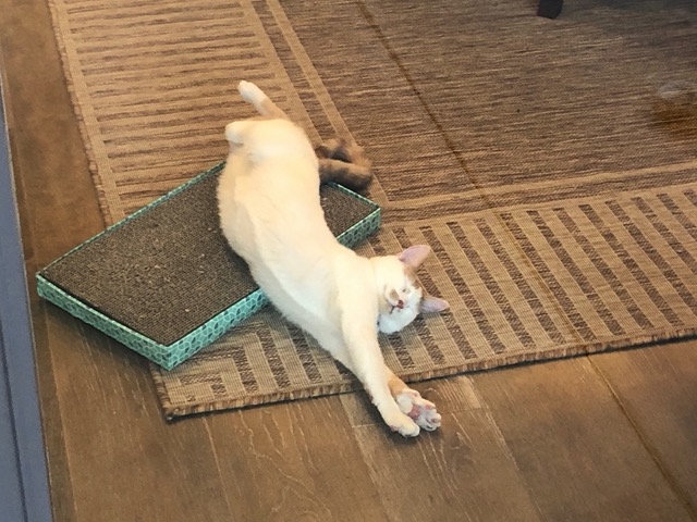 Streeeetch
