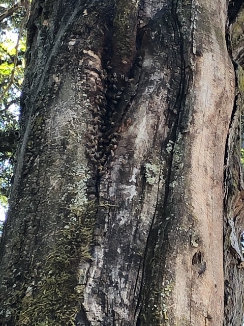 Bee colony!