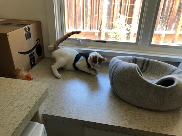 Gizmo with his new leash 'vest' on