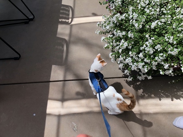 But he REALLY enjoys going outside