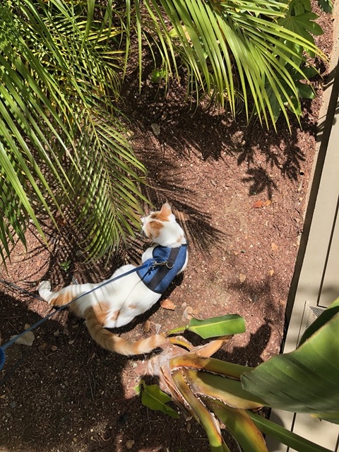 He checks out the plants, the wood chips, all the new sights and smells and textures