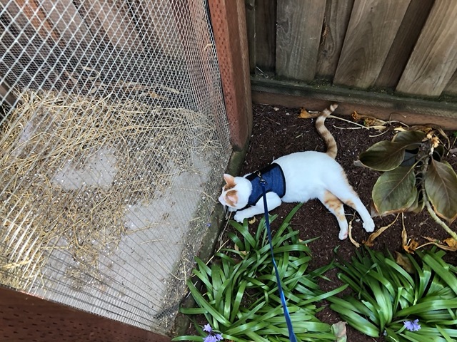 He discovers the chickens and lays down to watch