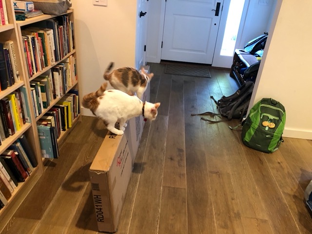 Cats checking out the screens we're getting for the guest hideabed