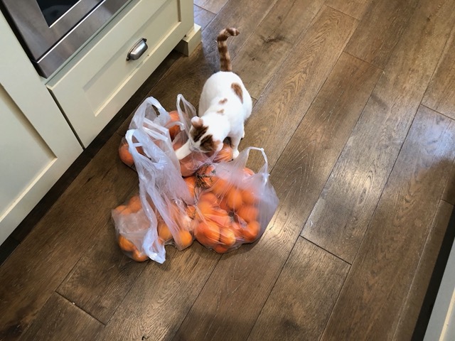 Gizmo checking out a market haul of citrus