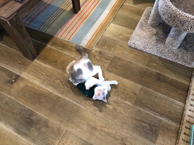 Cricket's turn!  She too rolls around trying to get the vest off