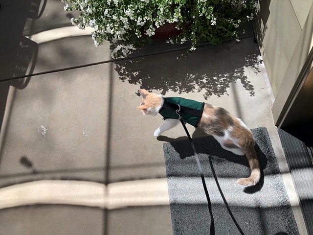 She walks tentatively outside