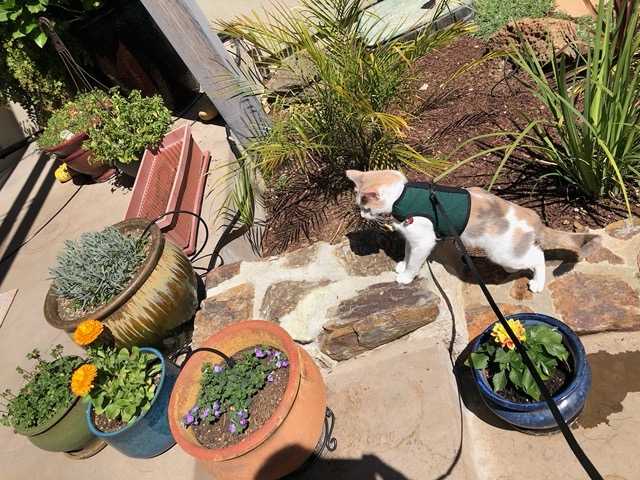 Checking out the rock wall and pots