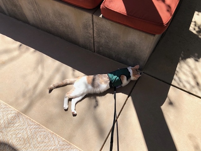 Heat is a bit of an issue -- she lies down in the shade