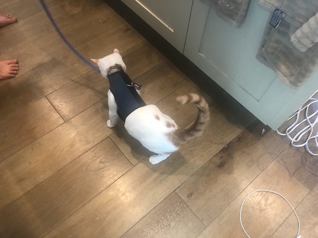 Walking Gizmo again a few days later