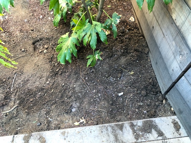 Where I put in the new irrigation line