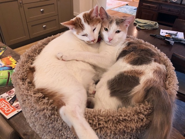 The kitties in their tower