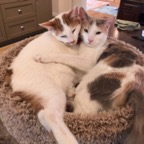 IMG_8959.jpeg