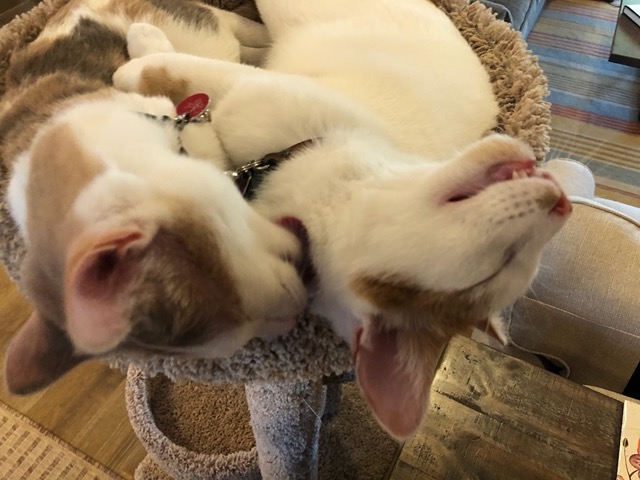 And grooming each other