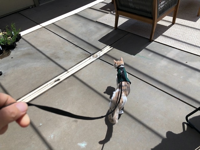 Taking Cricket on another walk