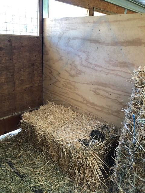 Nest on a straw bale up at the farm