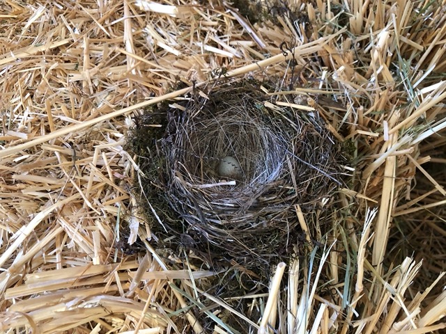 Close up, with an egg!