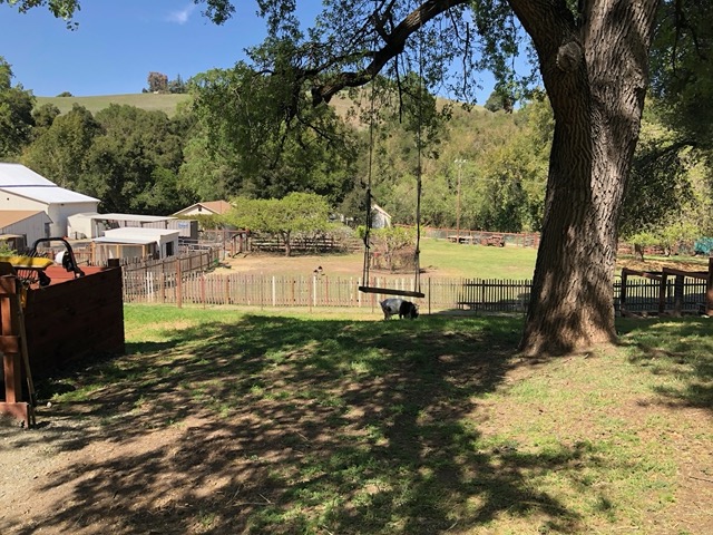 Frodo got out of his pen, but he's happily grazing under the oak