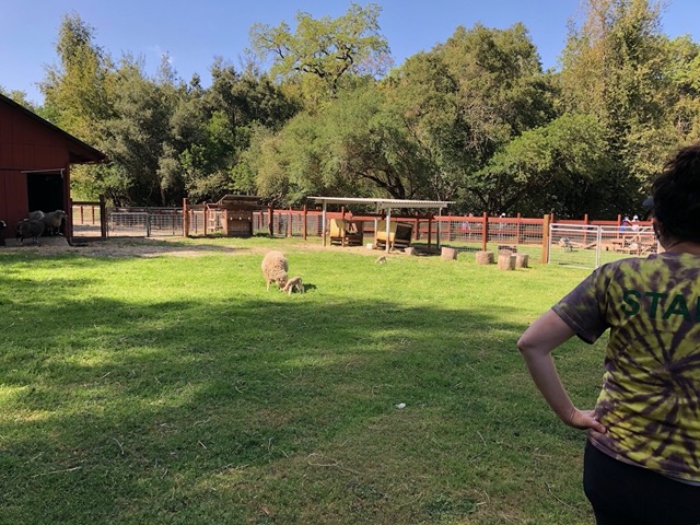 The lambs are out!