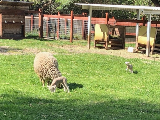 They romp so much when they're little