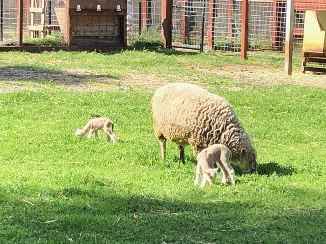 Mama with two new lambs