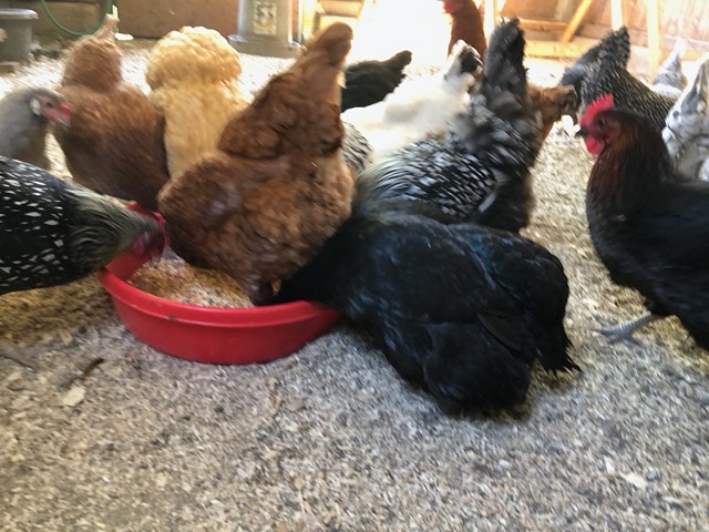 This chicken is bottom-heavy with fluid.  Not clear what the problem is.