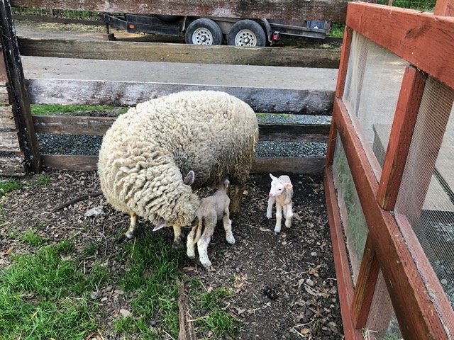 Owen noticed how far apart these slats were -- escape risk for the lambs