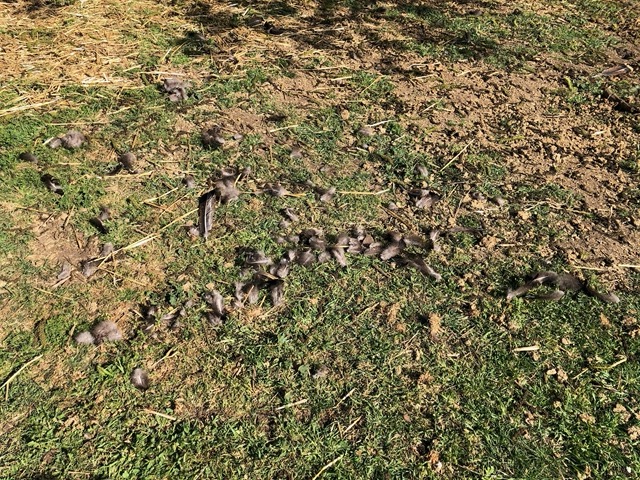 Most likely killed by a mountain lion