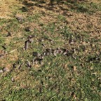 IMG_9020.jpeg