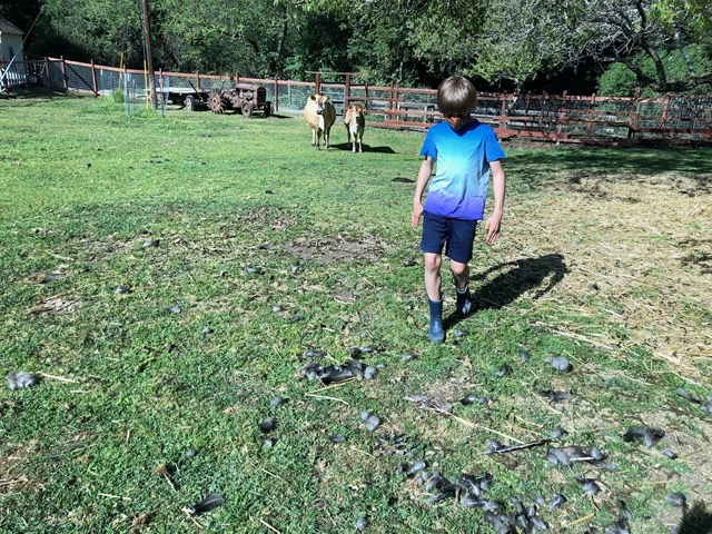 The cows are still traumatized.  It's unusual for them to stand and stare