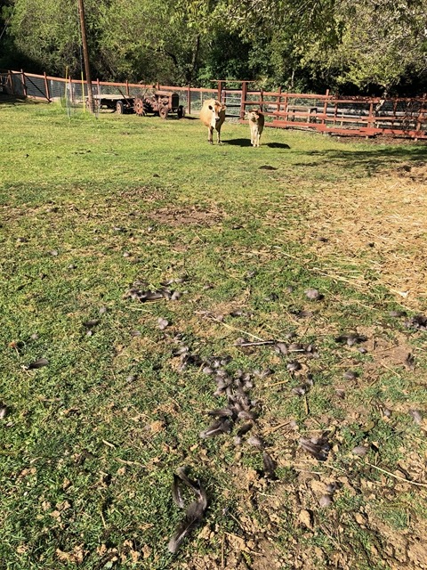 The feather trail leads to the fence