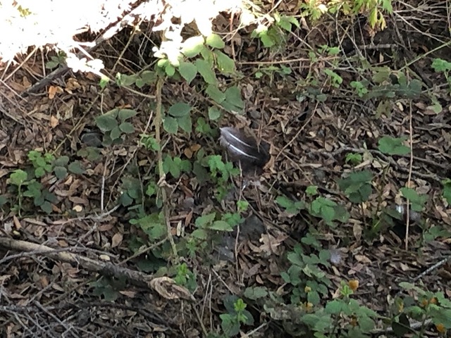Another feather spot down there