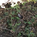 IMG_9026.jpeg