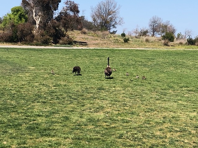 Canada geese with goslings