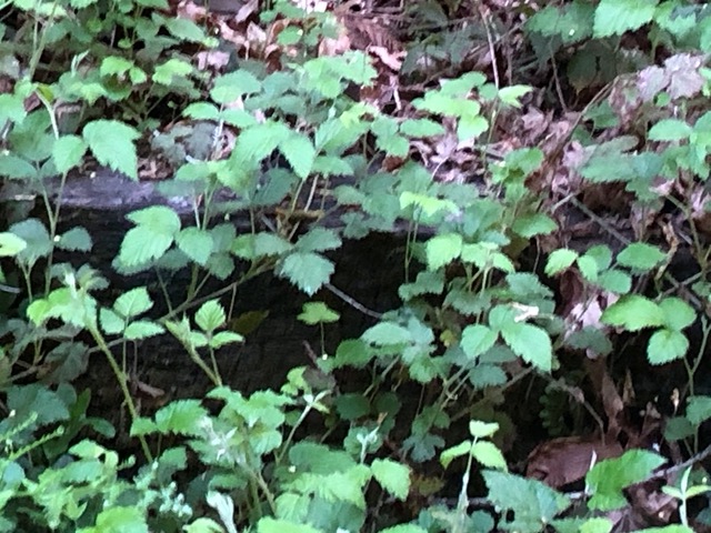 Escaped bushberries
